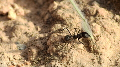 Acromyrmex lobicornis