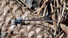 Argia tibialis