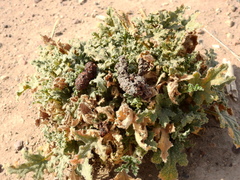 Lycalopex gymnocercus