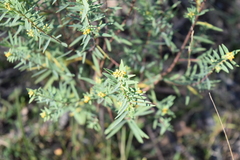 Pimelea neoanglica