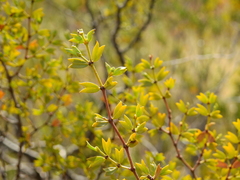 Larrea cuneifolia