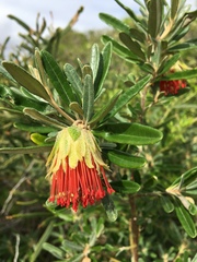 Diplolaena angustifolia