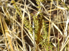 Acantholippia seriphioides