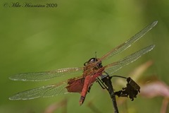 Tramea carolina