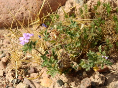 Glandularia mendocina