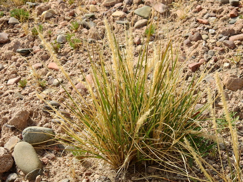 Image of Pappophorum vaginatum by (c) Guillermo Debandi, some rights reserved (CC BY)