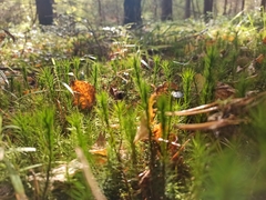 Polytrichum