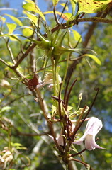Clematis crispa