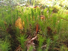 Polytrichum