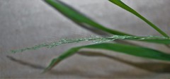 Muhlenbergia sylvatica
