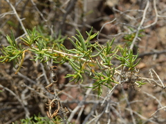 Senecio subulatus erectus