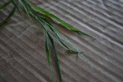 Muhlenbergia sylvatica