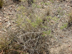 Senecio subulatus erectus