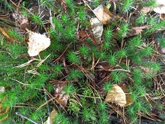 Polytrichum