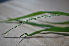 Muhlenbergia sylvatica