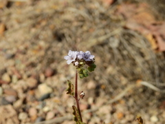 Phacelia pinnatifida