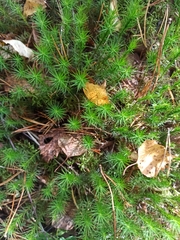Polytrichum