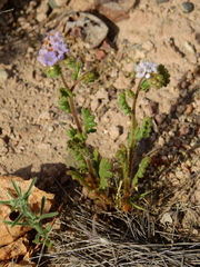 Phacelia pinnatifida