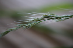 Muhlenbergia sylvatica