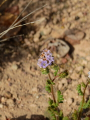 Phacelia pinnatifida