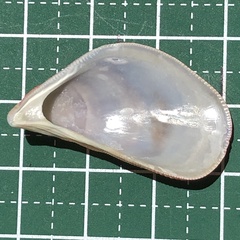 Septifer bilocularis