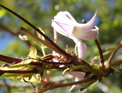 Clematis crispa