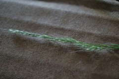 Muhlenbergia sylvatica