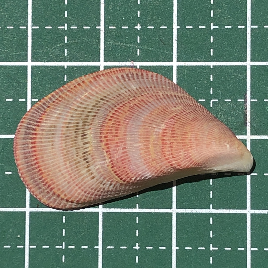 ledge mussel