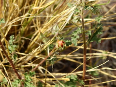 Sphaeralcea miniata