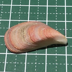Septifer bilocularis