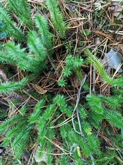 Spinulum annotinum