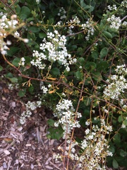 Polygonella polygama polygama