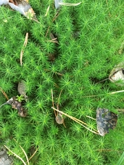 Polytrichum