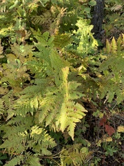 Pteridium aquilinum image