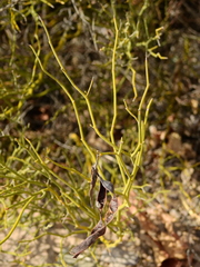 Senna aphylla