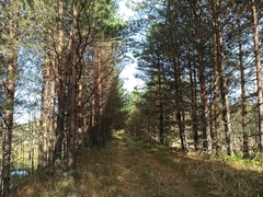 Pinus sylvestris
