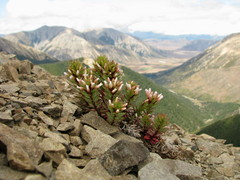 Epilobium pycnostachyum