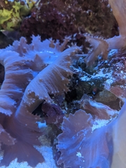 Sinularia brassica