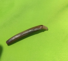 Ensis