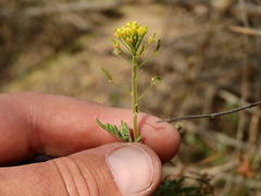 Descurainia erodiifolia