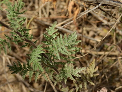 Descurainia erodiifolia