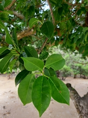 Excoecaria agallocha