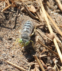 Bembix americana comata