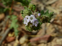 Phacelia pinnatifida