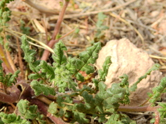 Phacelia pinnatifida