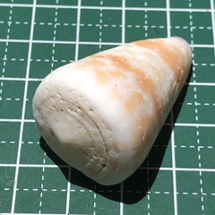 Conus tessulatus
