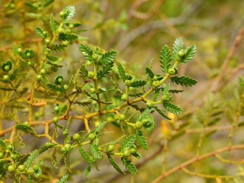 Larrea nitida, photograph 4