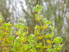 Larrea cuneifolia