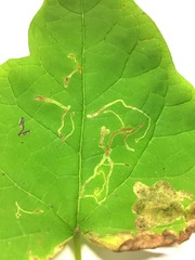 Amauromyza pleuralis