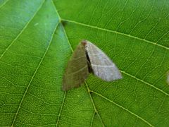 Trisateles emortualis